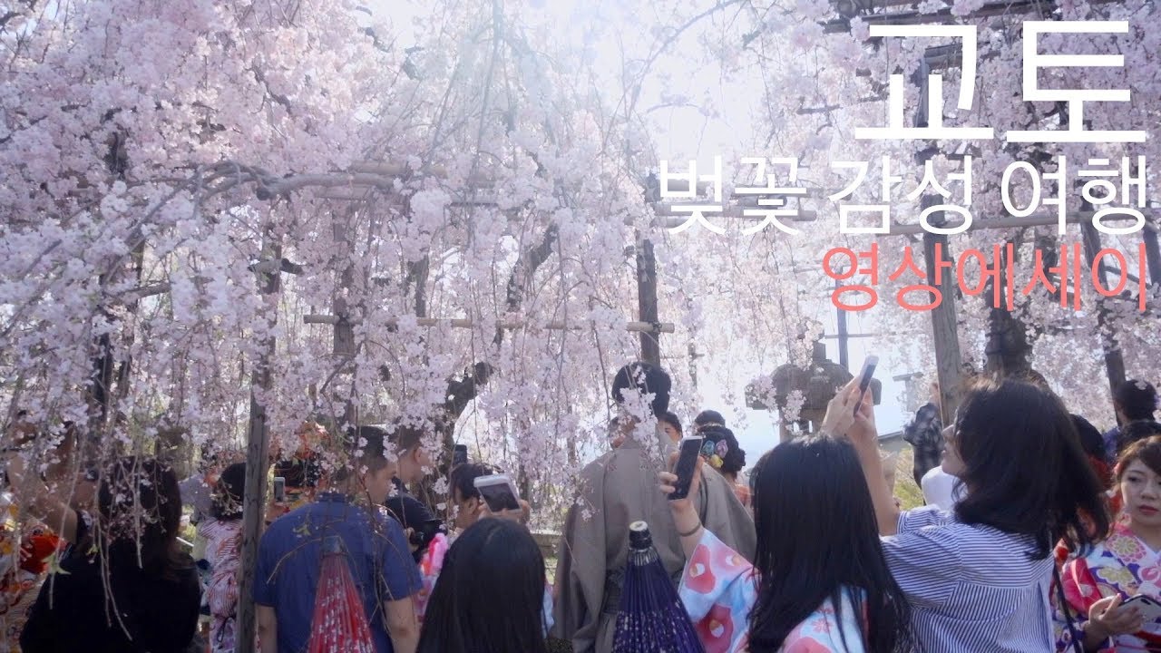 감성여행영상 ㅣjapan travel osaka kyoto sakura ㅣ오사카 교토 벚꽃 여행 V-LOG ㅣ 일본여행추천