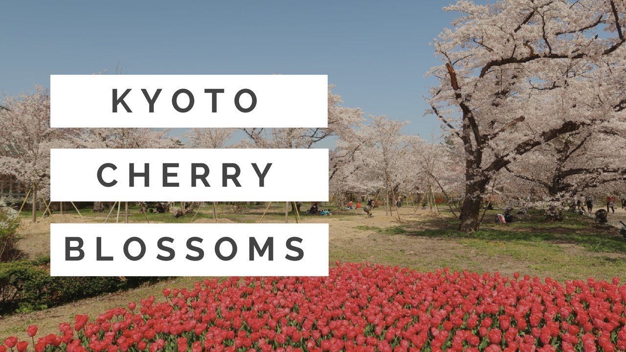 Japan Vlog 2018 – Day 8 (Part 1) – Kyoto Cherry Blossoms!