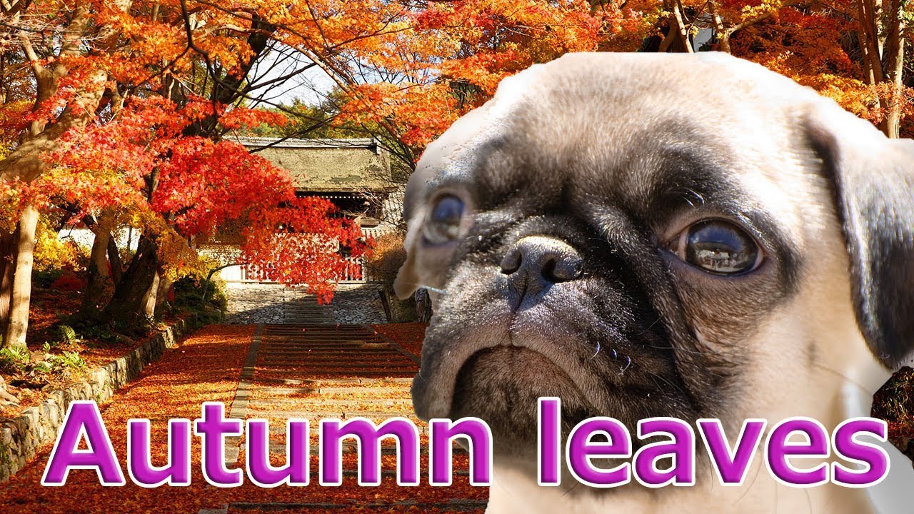 [Japan trip]The autumn leaves in Kyoto are the most beautiful!With Pug dog