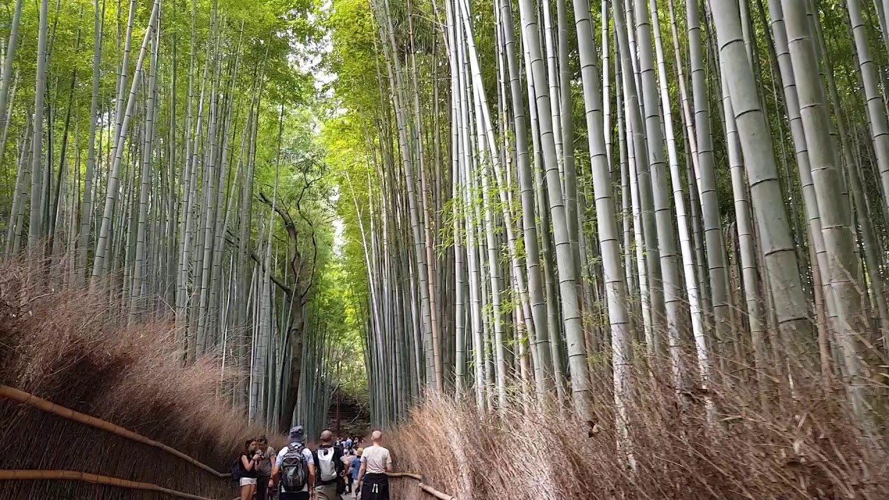 MyZarra Travel Kyoto Arashiyama  Bamboo Forest