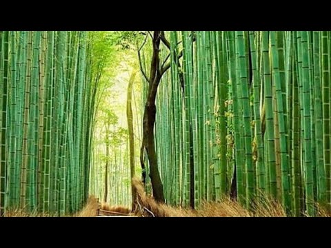 Kyoto Japan Arashiyama Travel Guide ( Bamboo forest, Monkey park, Owl Cafe)