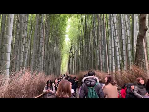 Arashiyama Bamboo Grove Kyoto Japan Tour Hd