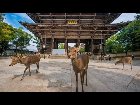 Nara KYOTO Japan Travel Guide