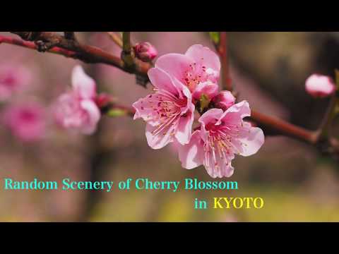 Random Scenery of Cherry Blossom in KYOTO