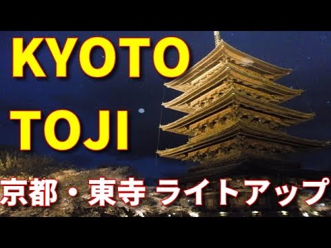 東寺　桜ライトアップ Japan kyoto toji illumination! 　京都旅行 kyoto tour