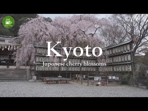 【Kyoto】4K Cherry blossoms “Oishi Shrine” Visit Japan Travel Guide☆大石神社の桜