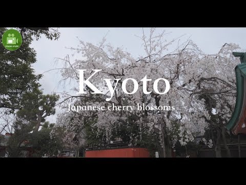 【Kyoto】4K Cherry blossoms “Kurumazaki Shrine” Visit Japan Travel Guide☆車折神社の桜