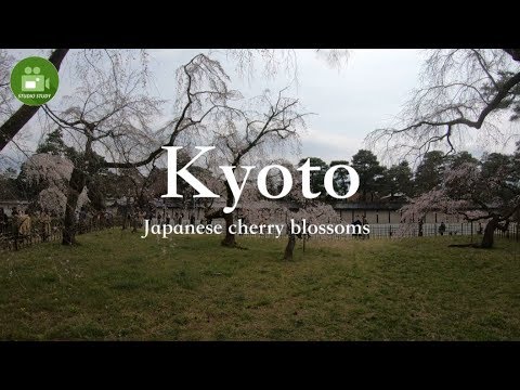 【Kyoto】4K Cherry blossoms “Kyoto Gyoen” Visit Japan Travel Guide☆京都御苑の桜 vol.2