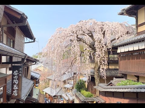 Travel Vlog: 日本 | 大阪 & 京都 & 奈良 | Osaka & Kyoto & Nara😍