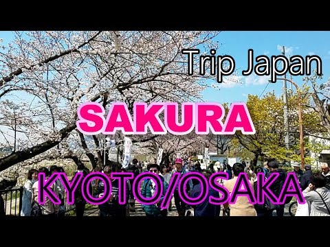 【Japan】Kyoto~Osaka【sakura】cherry blossom viewing