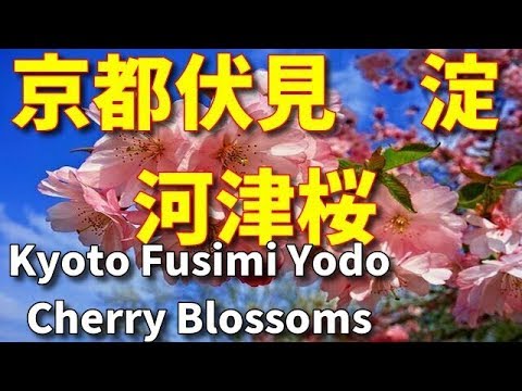 京都伏見　淀 河津桜  Kyoto Fusimi Yodo Cherry Blossoms