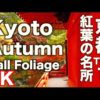 4K Kyoto Japan 京都の紅葉名所TOP12 Autumn Leaves 京都観光 Fall Foliage  Kyoto Sightseeing Guide 嵐山 清水寺 永観堂