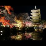 【4K】Kyoto Autumn Leaves 2019 Tō-ji【no BGM no talking】- 京都の紅葉 東寺 【BGMなし 声なし】| Japan walking guide