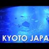 【4K】Giant Ocean Tank of Kyoto Aquarium – 大水槽に癒される 京都水族館 | Japan walking guide