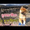 หมาชิบะเที่ยวเกียวโตญี่ปุ่น Shibainu travel to Arashiyama Kyoto  Japan 2020
