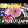 【4K】Nijo Castle Plum Garden Kyoto – 二条城の梅園 京都 | Japan walking guide